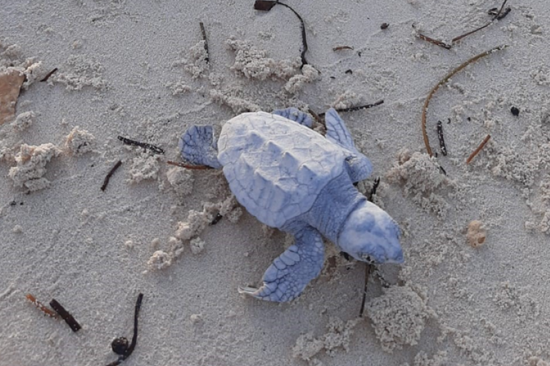 Edele Meetbaar Rusland MSC Marine Reserve verwelkomt honderden baby zeeschildpadden